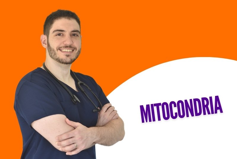 Mitocondria