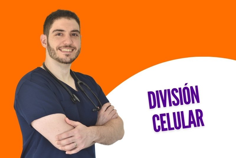 División celular