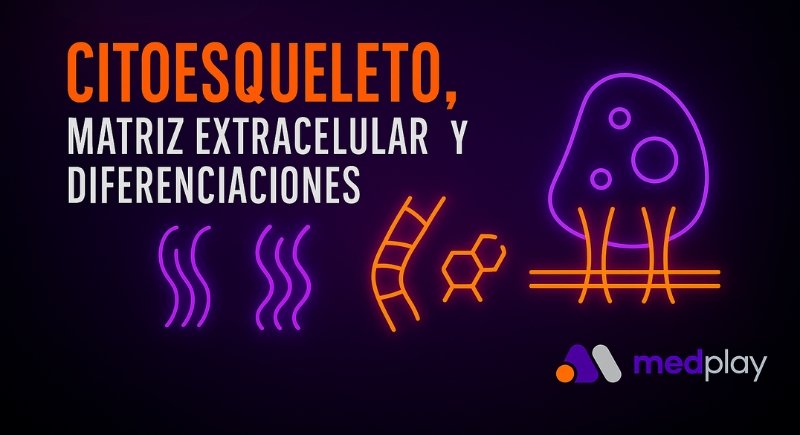 Citoesqueleto, matriz extracelular y diferenciaciones